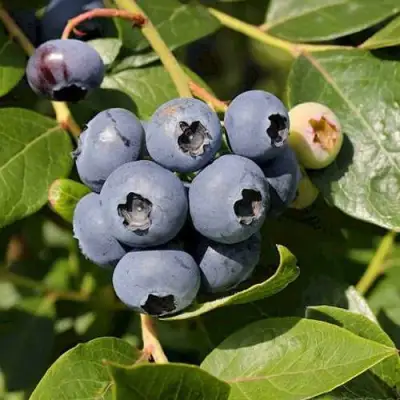 Голубика ШАНТЕКЛЕР в Слуцке