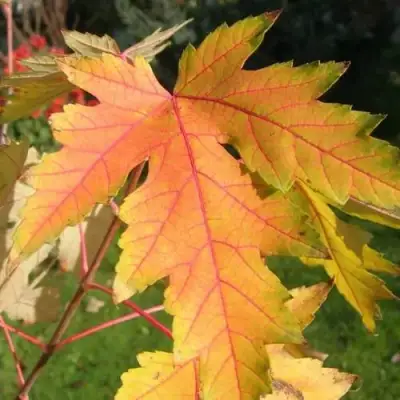 Клен серебристый в Слуцке