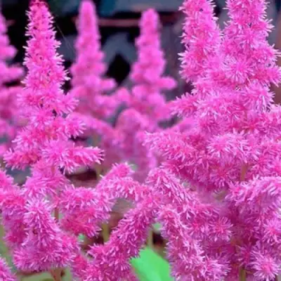 Астильба АМЕТИСТ Арендса в Слуцке