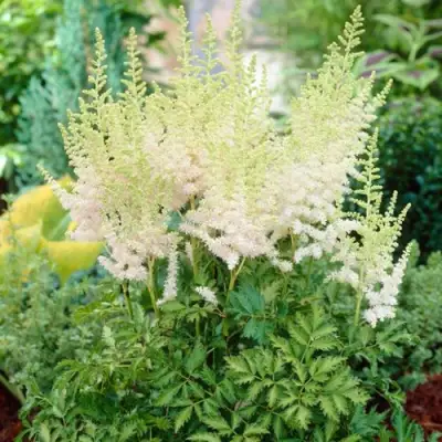 Астильба МИЛК ЭНД ХАНИ китайская в Слуцке