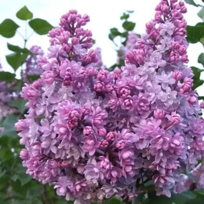 Сирень КОЛХОЗНИЦА в Слуцке