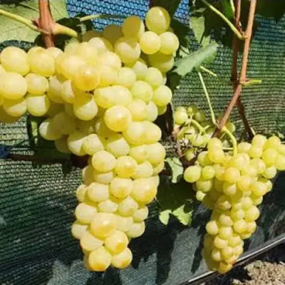 Виноград КИШМИШ ЗОЛОТЦЕ в Слуцке