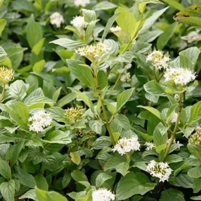 Дерен ФЛАВИРАМЕА отпрысковый в Слуцке