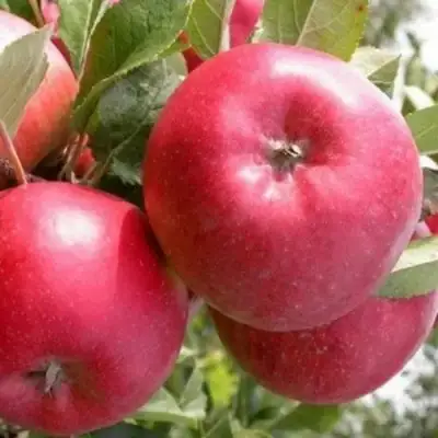 Яблоня ПОСПЕХ в Слуцке