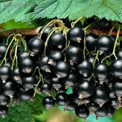 Смородина черная БЕН КОНАН в Слуцке