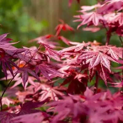 Клен дланевидный АТРОПУРПУРЕУМ в Слуцке
