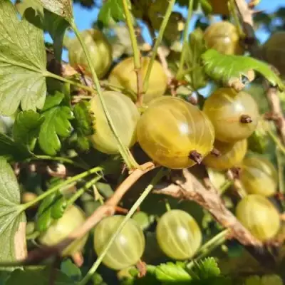 Крыжовник БЕЛОРУCСКИЙ САХАРНЫЙ 2 в Слуцке