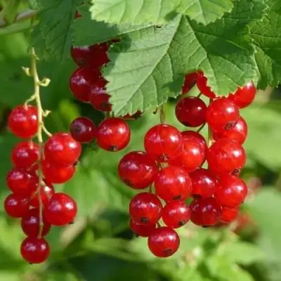 Смородина красная РОНДОМ в Слуцке