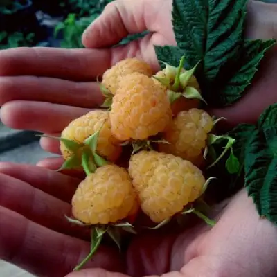 Малина ЗЮГАНА ЗОЛОТАЯ в Слуцке