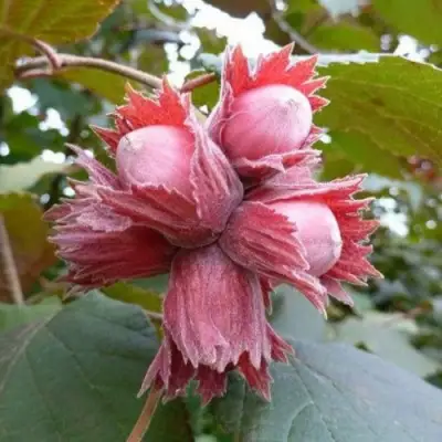 Фундук СКАРЛЕТТ в Слуцке