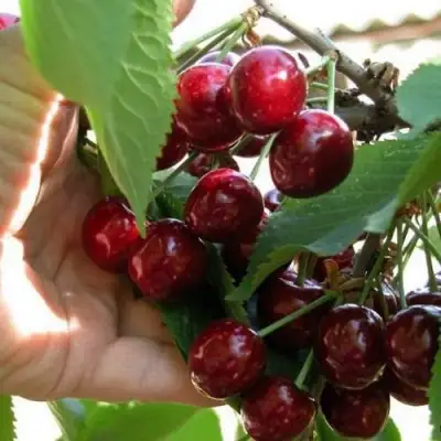 Черешня СЮБАРОВСКАЯ в Слуцке