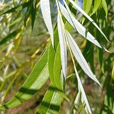 Ива ВИТЕЛЛИНА белая  в Слуцке