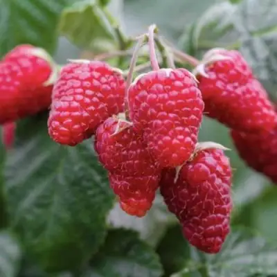 Малина МАРОСЕЙКА в Слуцке