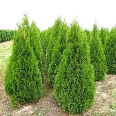 Туя СМАРАГД западная в Слуцке