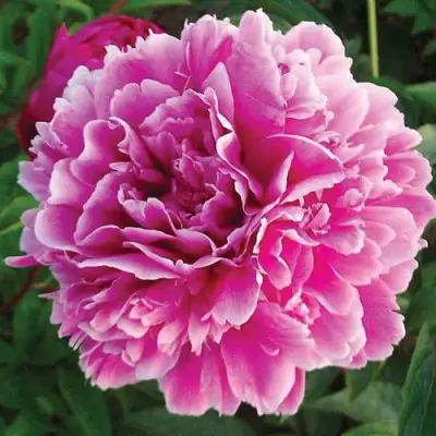 Пион ПУРПУРНАЯ ФЕЕРИЯ травянистый в Слуцке