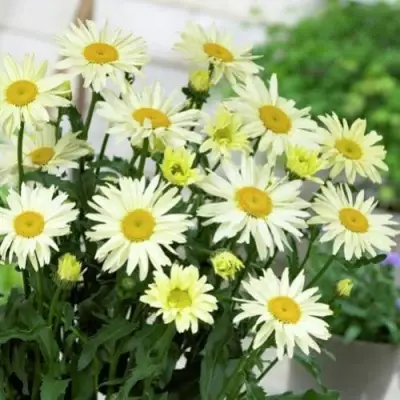 Нивяник БРОДВЕЙ ЛАЙТС великолепный в Слуцке