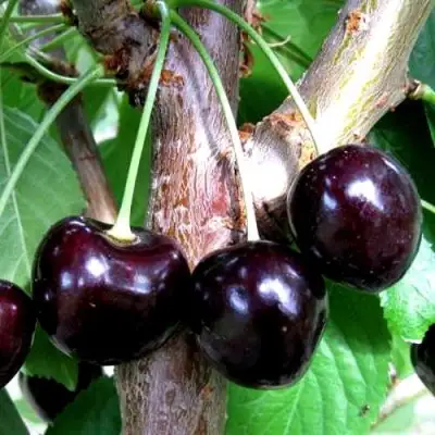 Вишня ШОКОЛАДНИЦА в Слуцке