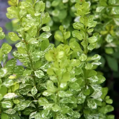 Барбарис ПАУ ВАУ тунберга в Слуцке