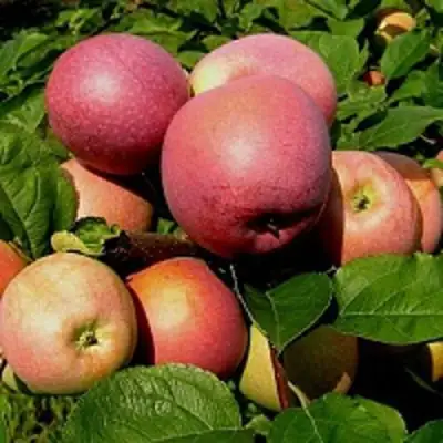 Яблоня СЛАВА ПОБЕДИТЕЛЯМ в Слуцке