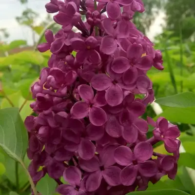 Сирень ИНДИЯ в Слуцке