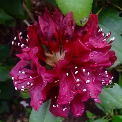 Рододендрон КАЛИ в Слуцке