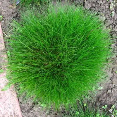 Овсяница ГОТЬЕ в Слуцке