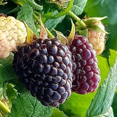 Малина БЛЭК ПОЛЬКА (ХЕБАН) в Слуцке