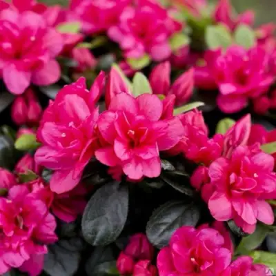 Азалия КАНЗОНЕТТА японская в Слуцке