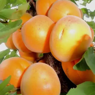 Абрикос ДЕСЕРТНЫЙ в Слуцке