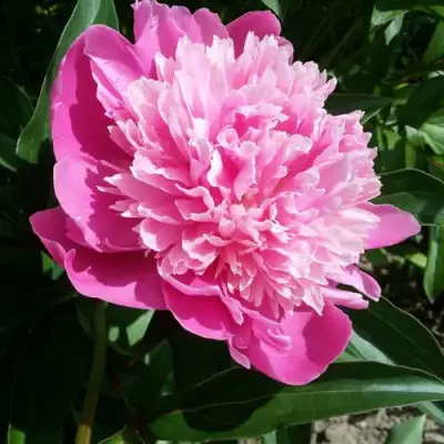 Пион ГОЛУБАЯ ХРИЗАНТЕМА травянистый в Слуцке