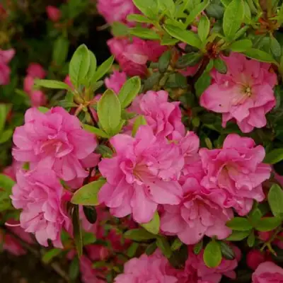 Азалия РОЗИНЕТТА японская в Слуцке