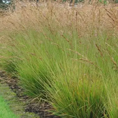 Молиния ПОЛ ПЕТЕРСОН голубая в Слуцке