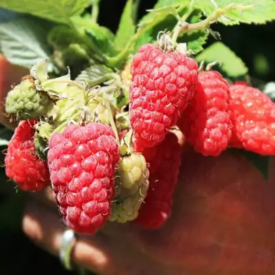 Малина ПАТРИЦИЯ в Слуцке