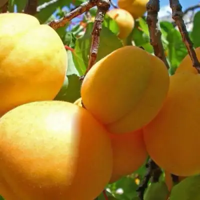 Абрикос ПАМЯТЬ ЛОЙКО в Слуцке