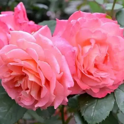 Роза ИНСТИТУТ ЛЮМЬЕР шраб в Слуцке