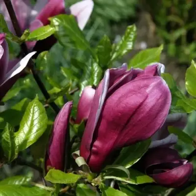 Магнолия НИГРА в Слуцке