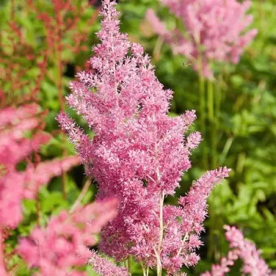 Астильба РЕЙНЛЕНД японская в Слуцке