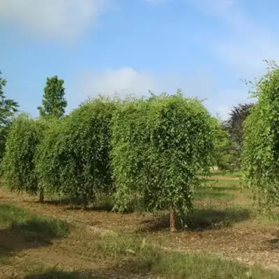 Береза САММЕР КАСКАД черная в Слуцке