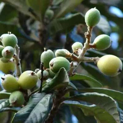 МУШМУЛА  в Слуцке