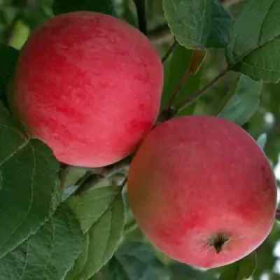 Яблоня СУЙСЛЕПСКОЕ (МАЛИНОВКА) в Слуцке