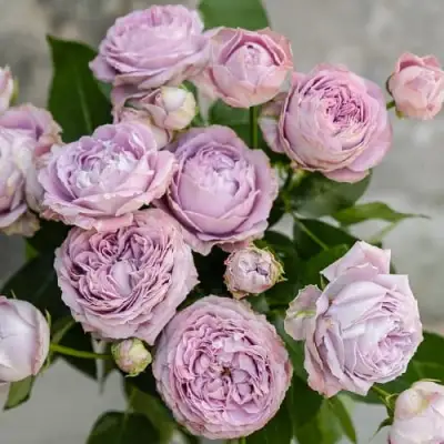 Роза ЛАВАНДЕР БАБЛС спрей в Слуцке