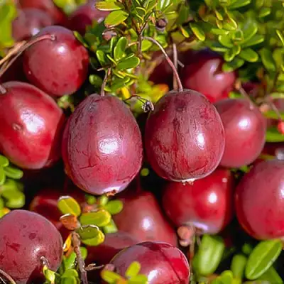 Клюква БЕН ЛИР в Слуцке