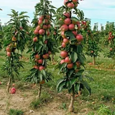 Яблоня ЯНТАРНОЕ ОЖЕРЕЛЬЕ колонновидная в Слуцке