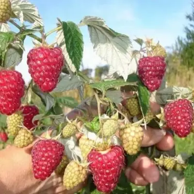 Малина ЖАР-ПТИЦА в Слуцке