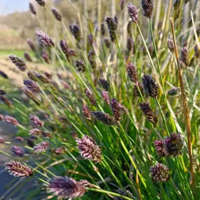 Сейслерия ХЕФЛЕРА в Слуцке