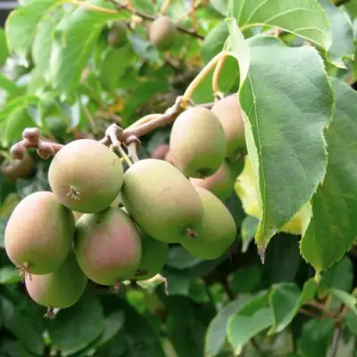 Актинидия ЛЮСИ аргута  в Слуцке