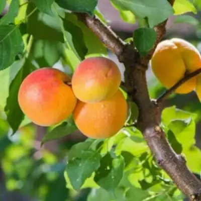 Абрикос РИТАУСМА в Слуцке