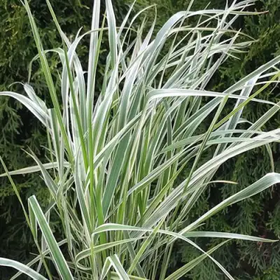 Вейник ОВЕРДАМ остроцветковый в Слуцке