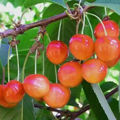 Черешня НАСЛАЖДЕНИЕ в Слуцке