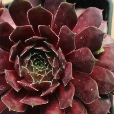 Молодило БЛЭК МОУНТЭЙН в Слуцке